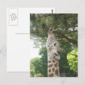 Giraffe, die Blatt isst Postkarte (Vorne/Hinten)