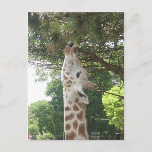 Giraffe, die Blatt isst Postkarte (Vorderseite)