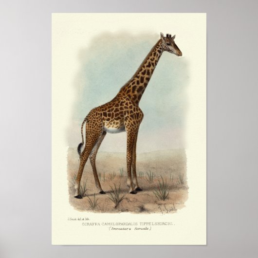 GIRAFFE DRUCKEN POSTER (Vorne)