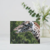 Giraffe Eating Postcard Postkarte (Stehend Vorderseite)