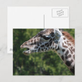 Giraffe Eating Postcard Postkarte (Vorne/Hinten)