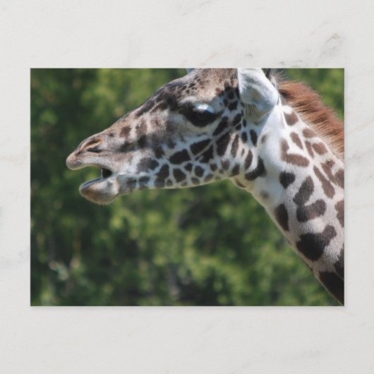 Giraffe Eating Postcard Postkarte (Vorderseite)