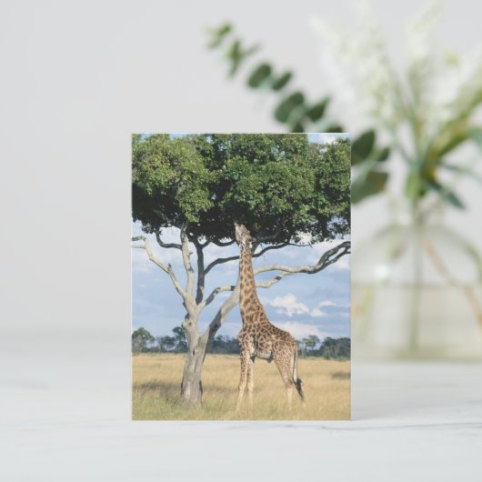 Giraffe Eating Postkarte (Stehend Vorderseite)