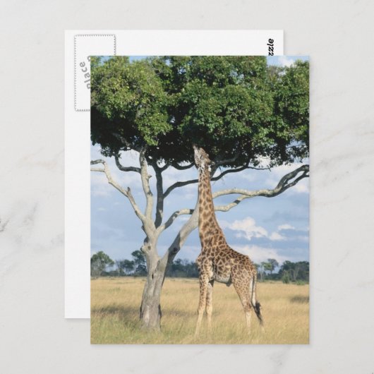 Giraffe Eating Postkarte (Vorne/Hinten)