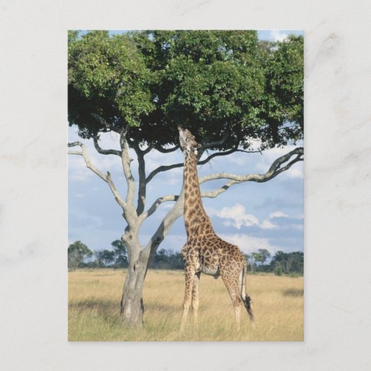 Giraffe Eating Postkarte (Vorderseite)