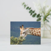 Giraffe eating some leaves postkarte (Stehend Vorderseite)