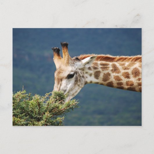 Giraffe eating some leaves postkarte (Vorderseite)