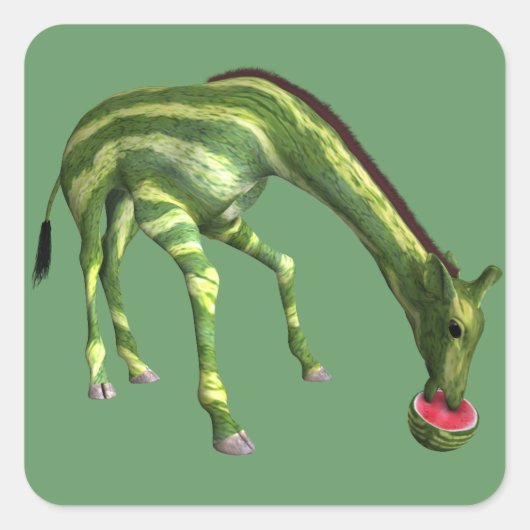 Giraffe Eating Watermelon Quadratischer Aufkleber (Vorderseite)