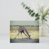 Giraffe etosha postkarte (Stehend Vorderseite)