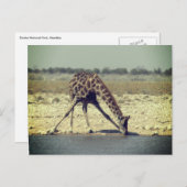 Giraffe etosha postkarte (Vorne/Hinten)
