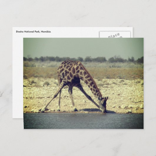 Giraffe etosha postkarte (Vorne/Hinten)