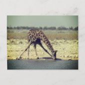 Giraffe etosha postkarte (Vorderseite)