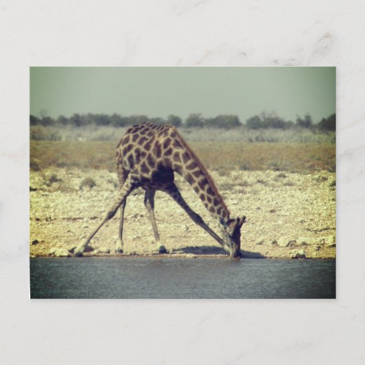 Giraffe etosha postkarte (Vorderseite)