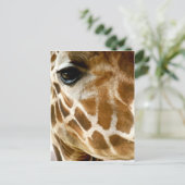 Giraffe Face Closeup | Foto wild lebende Tiere Postkarte (Stehend Vorderseite)