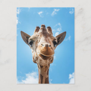 Giraffe Face Nah-up Foto Postcard Postkarte