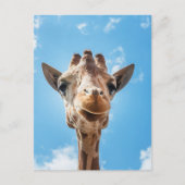 Giraffe Face Nah-up Foto Postcard Postkarte (Vorderseite)
