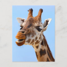 Giraffe Face Nah-up Fotografie