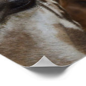Giraffe Face Poster (Ecke)