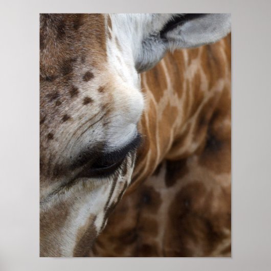 Giraffe Face Poster (Vorne)