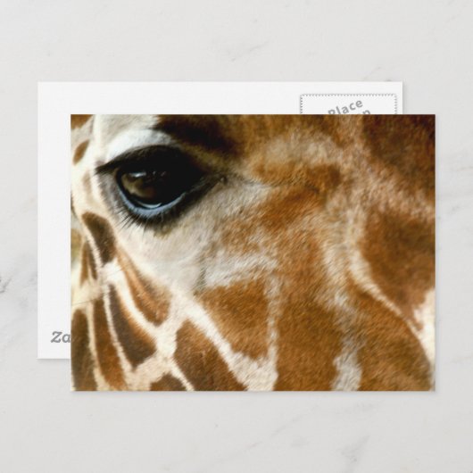 Giraffe Face | Zoo Wilde Tiere Natur Foto Postkarte (Vorne/Hinten)