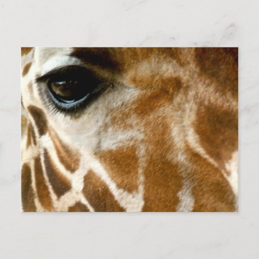 Giraffe Face | Zoo Wilde Tiere Natur Foto Postkarte (Vorderseite)