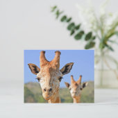 Giraffe Faces Nah Postkarte (Stehend Vorderseite)