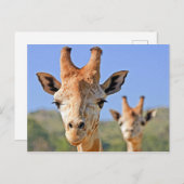 Giraffe Faces Nah Postkarte (Vorne/Hinten)