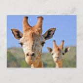 Giraffe Faces Nah Postkarte (Vorderseite)