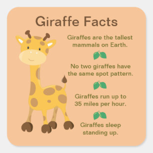 Giraffe Facts Quadratischer Aufkleber