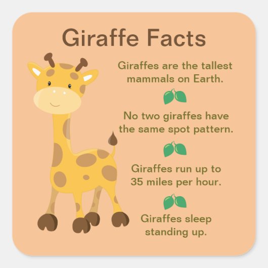 Giraffe Facts Quadratischer Aufkleber (Vorderseite)