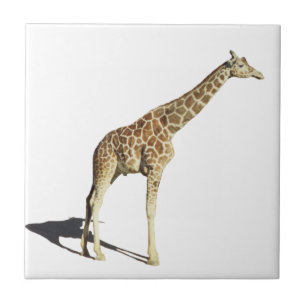 Giraffe Fliese