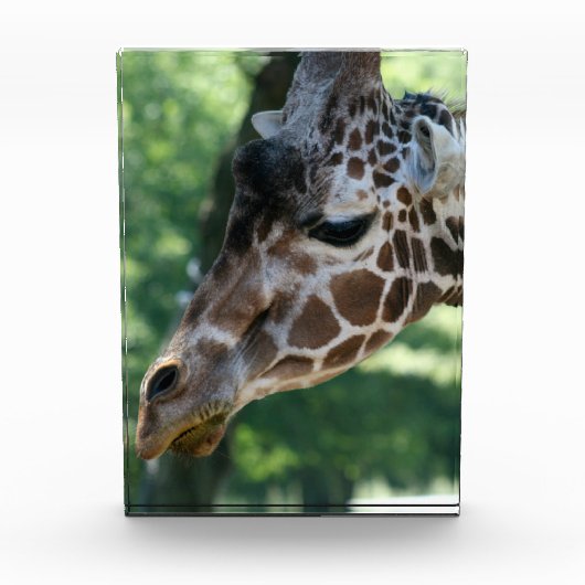 Giraffe Foto Block (Vorderseite)