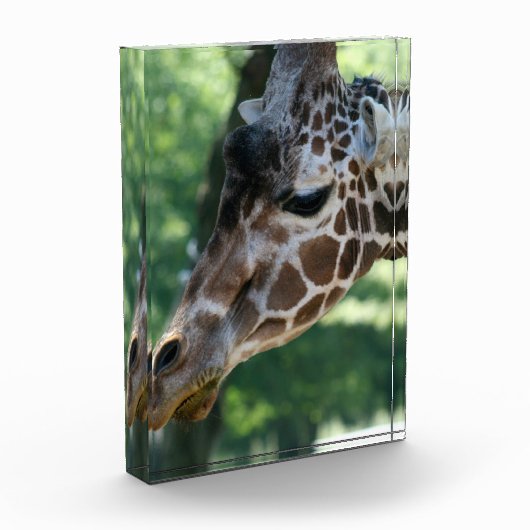 Giraffe Foto Block (Links)