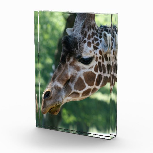 Giraffe Foto Block (Rechts)
