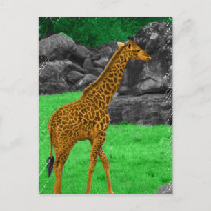 Giraffe-Foto, orange und grün Postkarte