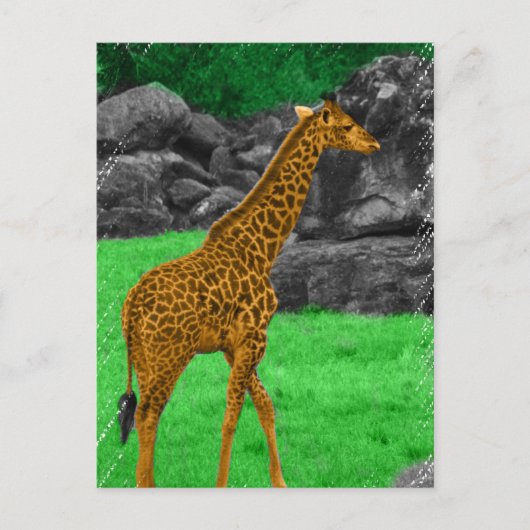 Giraffe-Foto, orange und grün Postkarte (Vorderseite)