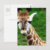 Giraffe Foto Postkarte (Vorne/Hinten)