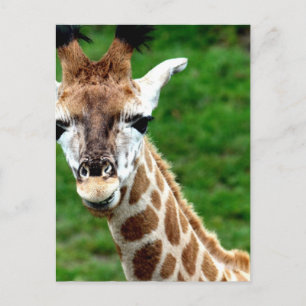 Giraffe Foto Postkarte