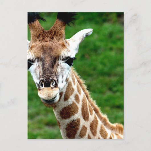 Giraffe Foto Postkarte (Vorderseite)