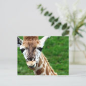 Giraffe Foto Postkarte (Stehend Vorderseite)