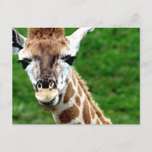Giraffe Foto Postkarte