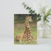 Giraffe-Foto Postkarte (Stehend Vorderseite)