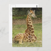 Giraffe-Foto Postkarte (Vorne/Hinten)