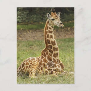 Giraffe Foto Postkarte