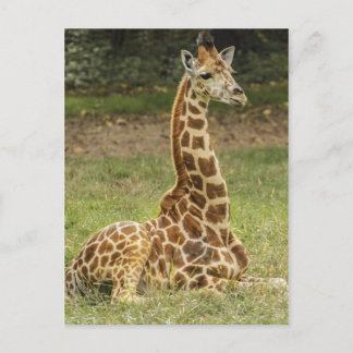 Giraffe-Foto Postkarte