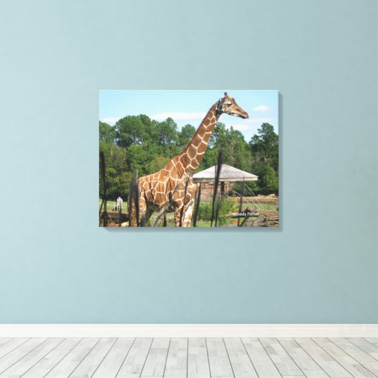 Giraffe Foto Rhonda Patton Canvas Print Leinwanddruck (Insitu (Holzboden))