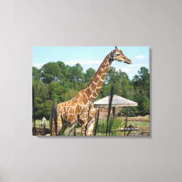 Giraffe Foto Rhonda Patton Canvas Print Leinwanddruck