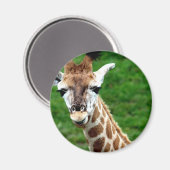 Giraffe Foto Round Magnet (Vorderseite/Rückseite)
