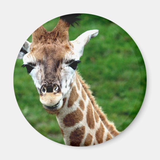 Giraffe Foto Round Magnet (Vorne)