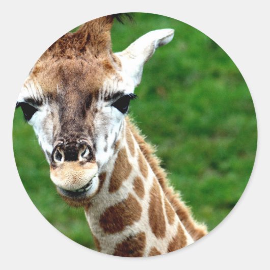 Giraffe Foto Stickers (Vorderseite)